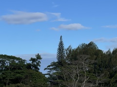 Araucaria columnaris