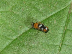 Callomyia amoena