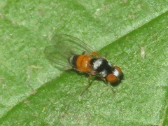 Callomyia amoena