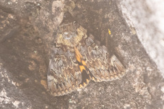 Catocala desdemona