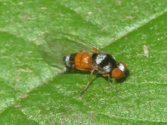 Callomyia amoena