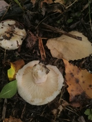 Lactarius pubescens