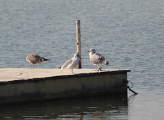 Larus californicus