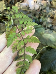 Cystopteris protrusa