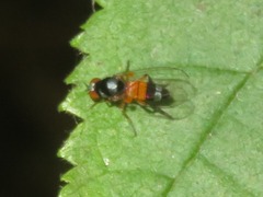 Callomyia amoena