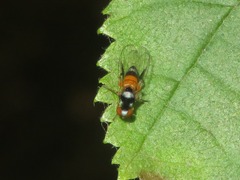 Callomyia amoena