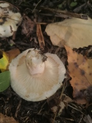 Lactarius pubescens