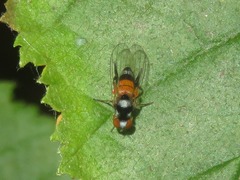 Callomyia amoena