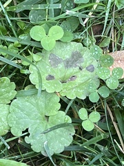 Xanthomonas campestris