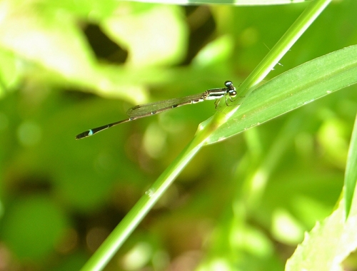 Photo of Brown dartlet (Mortonagrion varralli)