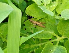 Chorthippus apricarius