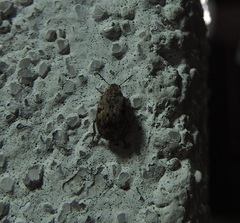 Algarobius bottimeri
