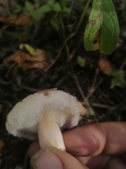 Lactarius pubescens