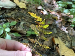 Cystopteris protrusa