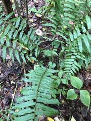 Homalosorus pycnocarpos