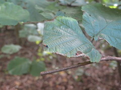 Callomyia amoena