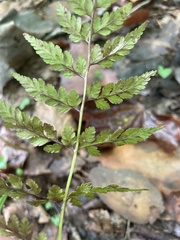 Cystopteris protrusa