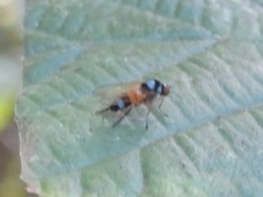 Callomyia amoena
