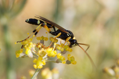 Ichneumon