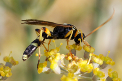 Ichneumon