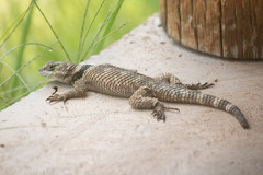 Sceloporus poinsettii