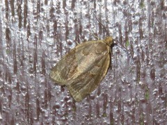 Clepsis dumicolana