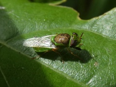 Stratiomyini