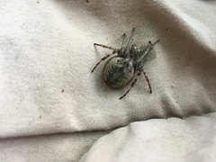 Larinioides ixobolus
