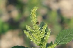 Lucilia coeruleiviridis