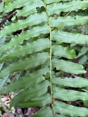 Homalosorus pycnocarpos