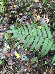 Homalosorus pycnocarpos