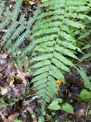 Homalosorus pycnocarpos