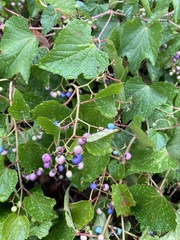 Ampelopsis