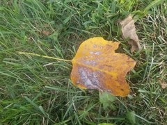 Erysiphe liriodendri