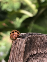 Epilachna tredecimnotata