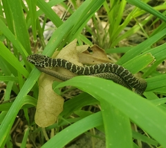 Coluber constrictor flaviventris