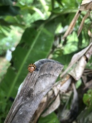 Epilachna tredecimnotata