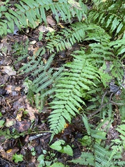 Homalosorus pycnocarpos