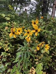 Coreopsis tripteris