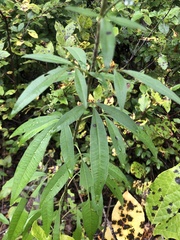 Coreopsis tripteris