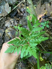 Sceptridium dissectum