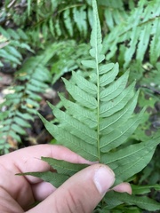 Homalosorus pycnocarpos