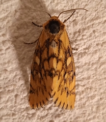 Chrysoecia dela