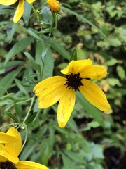 Coreopsis tripteris
