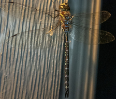 Aeshna tuberculifera