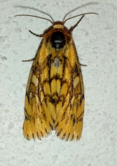 Chrysoecia dela