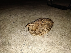 Coturnix