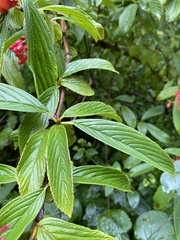 Viburnum sieboldii