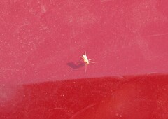 Campyloneura virgula