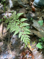 Cystopteris protrusa